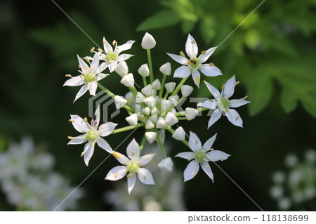 Small white flower of Zephyranthes candida blooming in a summer field 118138699