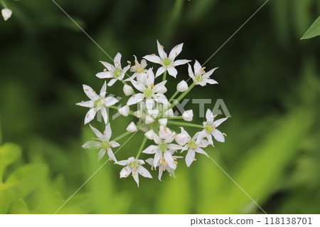 Small white flower of Zephyranthes candida blooming in a summer field 118138701