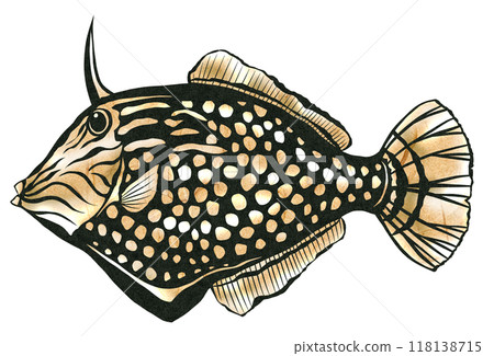 圓眼紅魚的剪圖 118138715