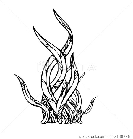 Seaweed laminaria algae black and white vector illustration. Monochrome underwater ocean reef plants ink drawing. Seabed sketch for marine cosmetics design and nautical print 118138786