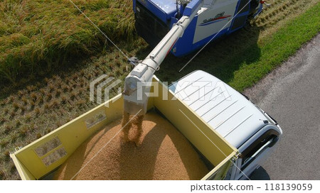 Koshihikari rice harvested in 2024 118139059