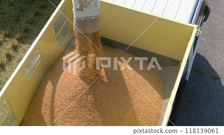 Koshihikari rice harvested in 2024 118139061