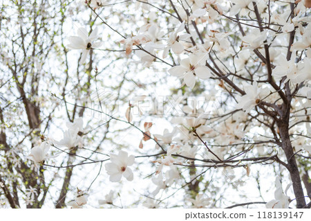 Close up of Pot Kot or Cherry Blossom in spring with Soft focus, in Seoul, South Korea 118139147