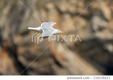 Herring gull (Larus argentatus) flying along the cliffs. Herring gull (Larus argentatus) flying along the cliffs. 118139221