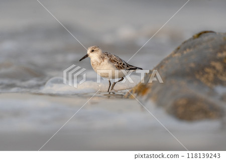 Sanderling (Calidris alba) feeding on a beach. Sanderling (Calidris alba) feeding on a beach. 118139243