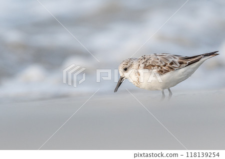 Sanderling (Calidris alba) feeding on a beach. Sanderling (Calidris alba) feeding on a beach. 118139254