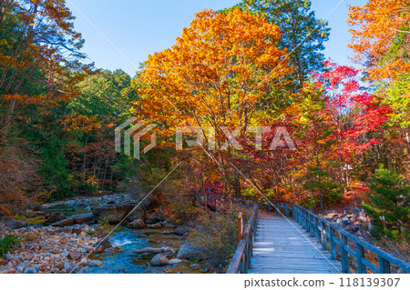 Akasawa Valley (Autumn): Akasawa Natural Recreation Forest 118139307