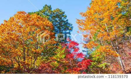 赤澤溪谷(秋季):赤澤自然休養林 赤澤溪谷(秋季):赤澤自然休養林 118139370