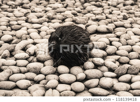 Mysterious hairy creature on a rock 118139418