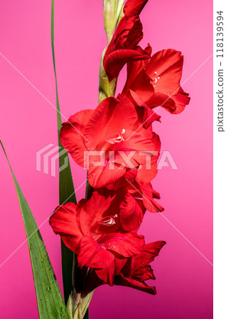 Blooming red gladiolus Oscar on a pink background Blooming red gladiolus Oscar on a pink background 118139594