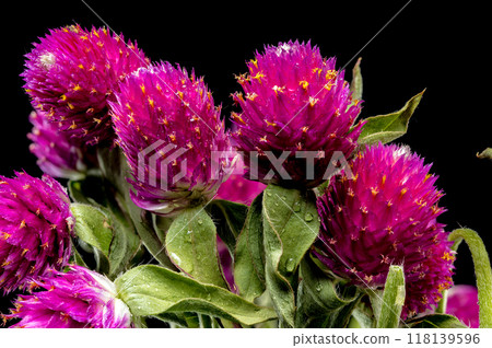 Blooming red Gomphrena on a black background 118139596