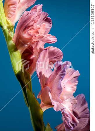 Blooming gladiolus chocolate on a blue background 118139597