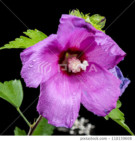 Blooming pink malva sylvestris on a black background 118139608