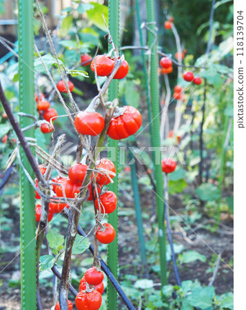 Solanum pumpkin Solanum pumpkin 118139704