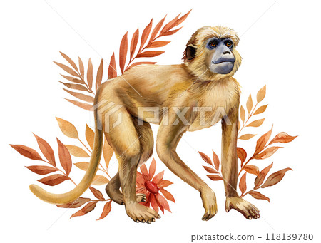monkey, tropical leaves watercolor isolated on white background, Safari animal, autumn plant. Jungle autumn floral monkey, tropical leaves watercolor isolated on white background, Safari animal, autumn plant. Jungle autumn floral 118139780