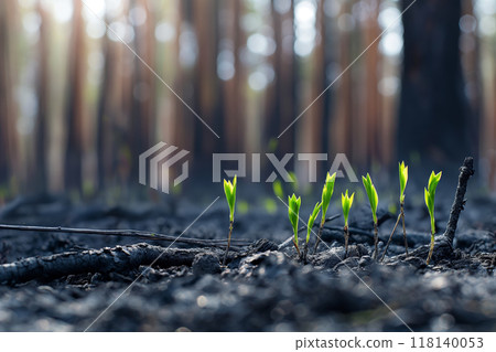 New Growth in Burnt Forest Showing Resilience and Rebirth After Wildfire, AI-generated item 118140053