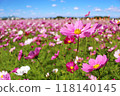 Cosmos field at Fujiwara Palace 118140145