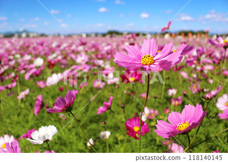Cosmos field at Fujiwara Palace Cosmos field at Fujiwara Palace 118140145
