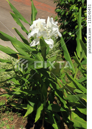 Ginger flowers Ginger flowers 118140451