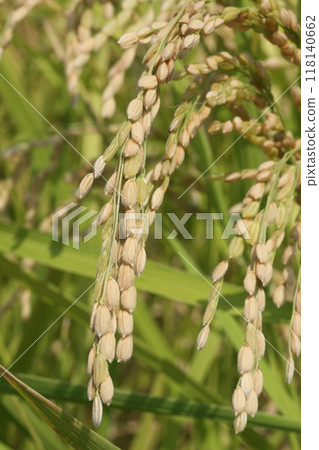 明石米 明石米 118140662