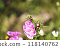 A red dragonfly (Akiakane) resting on a cosmos flower 118140762
