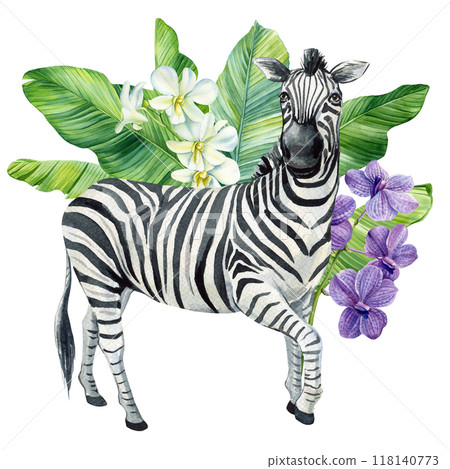 Zebra animal, tropical leaves watercolor isolated. Safari animal zebra. jungle floral 118140773