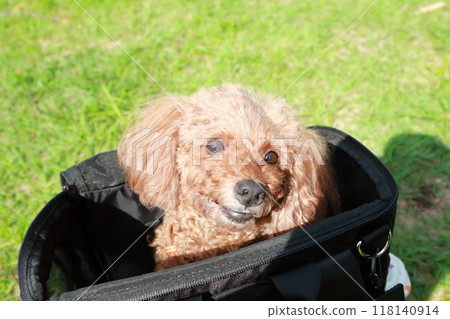 玩具貴賓犬在碼頭運行 玩具貴賓犬在碼頭運行 118140914