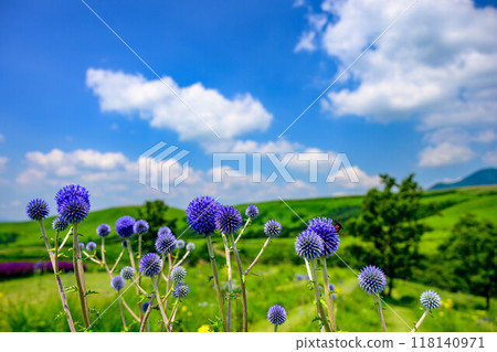 在夏天的Higotai公園 118140971