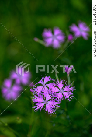 石竹盛開的高原 石竹盛開的高原 118140976