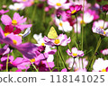 A male Colias butterfly sucking nectar in a cosmos flower field 118141025