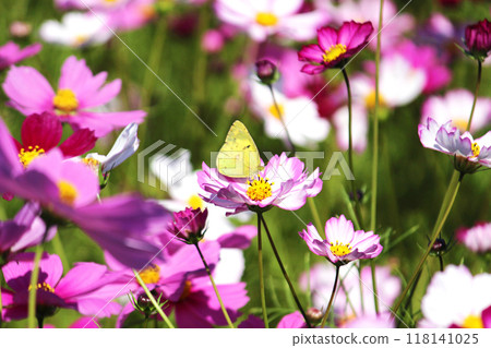 雄性和尚蝴蝶在波斯菊花田中吮吸花蜜 雄性和尚蝴蝶在波斯菊花田中吮吸花蜜 118141025