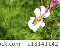 A skipper butterfly drinking nectar from a cosmos flower 118141142