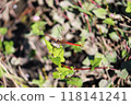 A red dragonfly that flew into a rice field 118141241