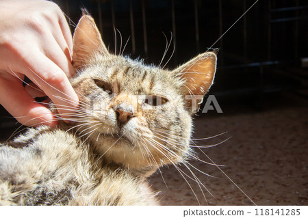 A person is gently stroking a cat that has a bracelet on its wrist A person is gently stroking a cat that has a bracelet on its wrist 118141285
