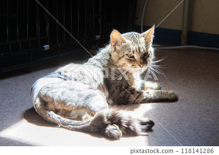 A cat rests near a cage, a carnivorous mammal with whiskers and a tail A cat rests near a cage, a carnivorous mammal with whiskers and a tail 118141286