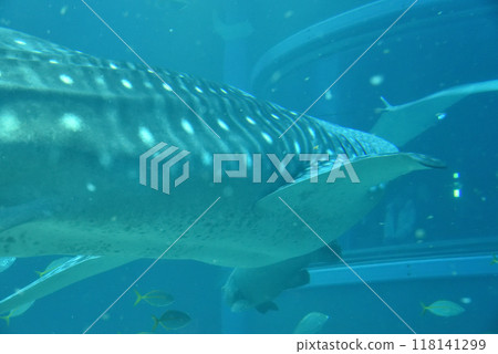 The Whale Shark at Kaiyukan - The Sea of Bygone Days 118141299