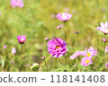 Dragonfly perching on cosmos 118141408