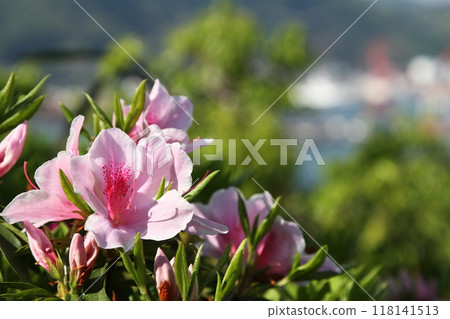 杜鵑花紅色的花 118141513