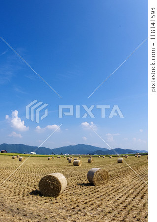 Harvesting rice WCS 118141593