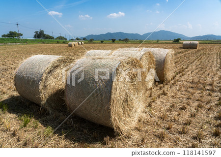 Harvesting rice WCS Harvesting rice WCS 118141597