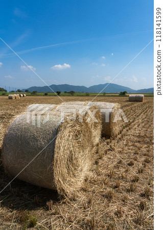 Harvesting rice WCS 118141599