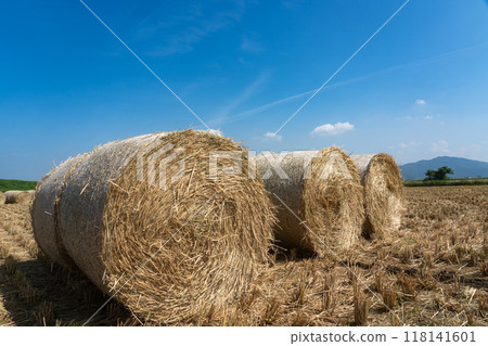 Harvesting rice WCS 118141601