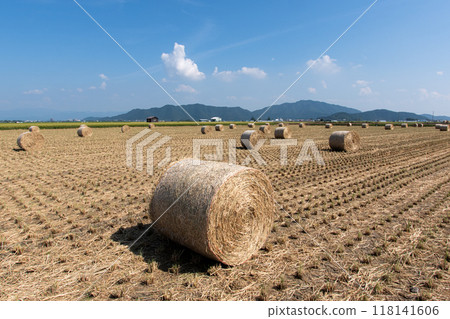 Harvesting rice WCS 118141606