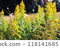 Solidago altissima (Giraffe grass) 118141685