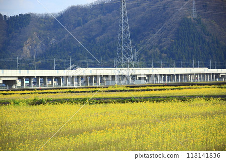 北陸新幹線和油菜花田 北陸新幹線和油菜花田 118141836