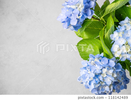 Beautiful bouquet of blue hydrangea on a gray texture background. Beautiful bouquet of blue hydrangea on a gray texture background. 118142489