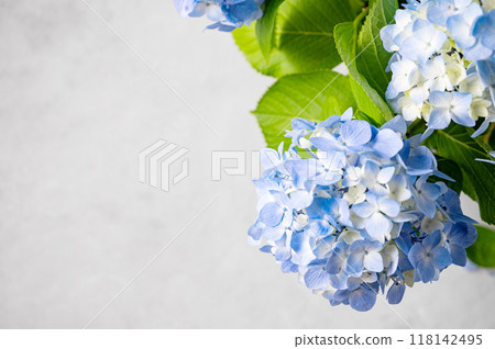Beautiful bouquet of blue hydrangea on a gray texture background. 118142495