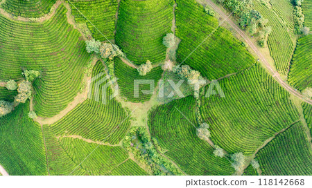 Beautiful aerial view of Long Coc tea hills. Long Coc in Phu Tho Province, Vietnam Beautiful aerial view of Long Coc tea hills. Long Coc in Phu Tho Province, Vietnam 118142668