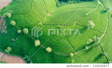 Beautiful aerial view of Long Coc tea hills. Long Coc in Phu Tho Province, Vietnam Beautiful aerial view of Long Coc tea hills. Long Coc in Phu Tho Province, Vietnam 118142677
