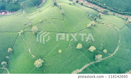 Beautiful aerial view of Long Coc tea hills. Long Coc in Phu Tho Province, Vietnam 118142695